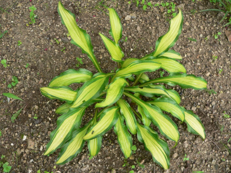Hosta ´First Mate´
